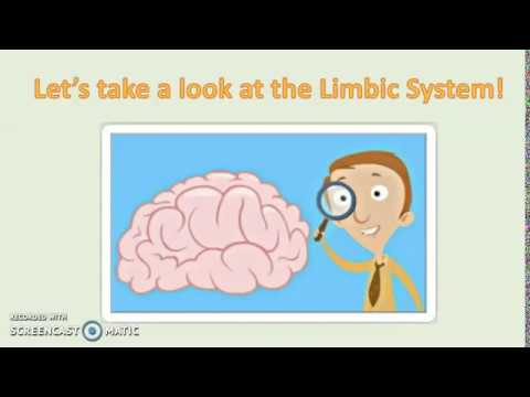Limbic System Explained to a 5th Grader!