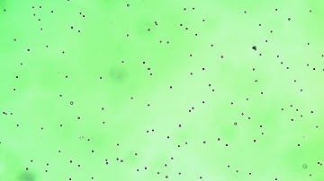 Brownian Motion Video (Higher Resolution)