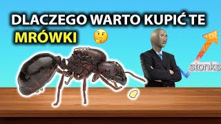 Jeżeli jej nie kupisz będziesz tego żałować