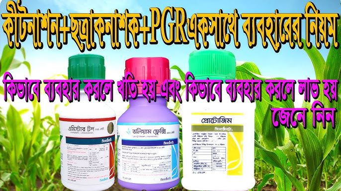 Lezbiyenlar klitorisni va spermani yalaydilar Yalangoch chiroyli katta kokrakli qizlar