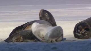 Живая природа, Wildlife - первое видео на windows 7 в библиотеке! Живая природа, Wildlife - первое видео на windows 7 в библиотеке!