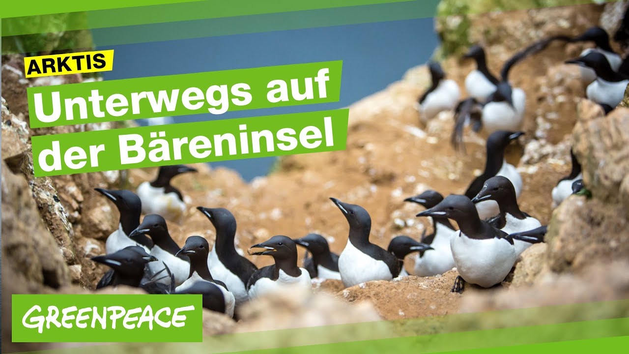 Bäreninsel Bäreninsel