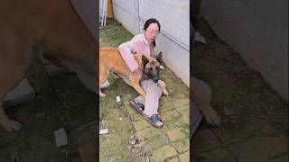 Fearless Loyal Dog Saves Owner from Danger 🐕🛡️ Emotional Hero Story ❤️