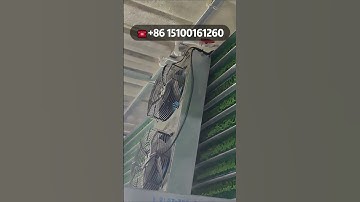 ☘️#doleader is a #chinese #supplier #specializing in #custom #production of #artificialgrass 🌸