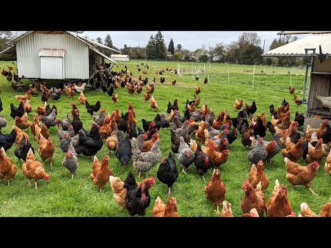 How American Farmers Raise Millions Of Poultry In The Pasture - Chicken Farming