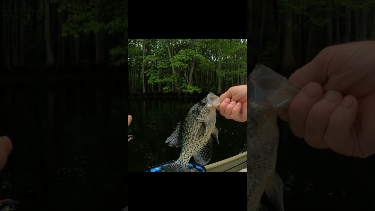 Nice size black crappie - Crappie fishing 