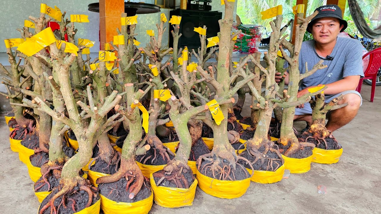 Em Vinh 📲 0964704051 khui vườn mai Giảo Thủ Đức đế đẹp giá rẻ 27/2 Chợ Gạo (@MaivàngQuêdừa)