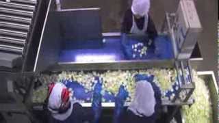 Onion Processing Machinery - Finis || Eillert