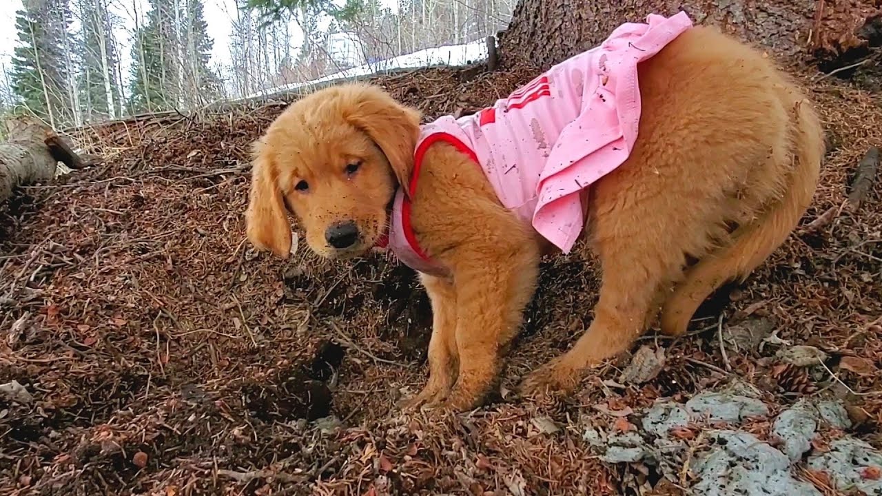 golden retriever puppy in clothes