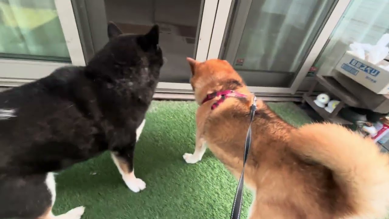 🔥Holiday Special Edition: Shiba Drill is Back🔥 - YouTube