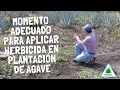 Momento adecuado para aplicar herbicida en plantación de Agave