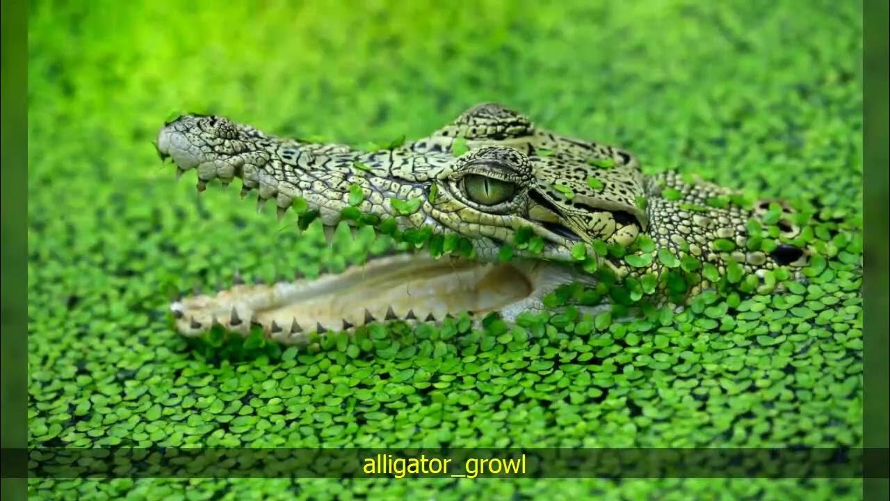 Alligator growl sounds - YouTube