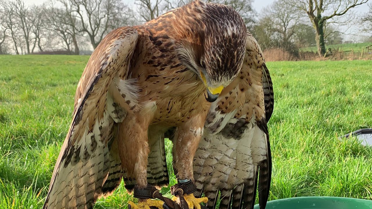 Golden eagle x ferruginous hawk YouTube