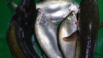 CẢ NHÀ ƠI CẤM CÂU TRÚNG LUỒNG CÁ THÁC LÁC VÀ DÍNH THÊM MỘT CON CÁ LÓC ĐỒNG TO NỮA