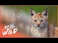 A Morning In The Zoo | Baby Animals In Our World | Real Wild