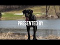 Two Minute Trainer - Teaching Your Dog To Quarter with Tom Dokken