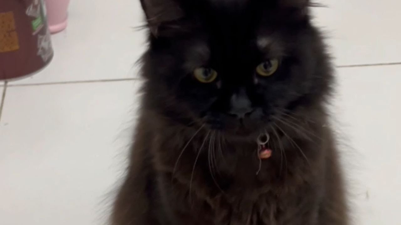 Cat Playing with Lizard: Hilarious Gecko Encounter! || WooGlobe