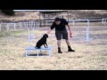 Stellas agility training  week 6  full circuit