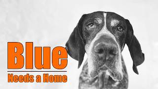 This Easy GSP Was Found Dumped Now Blue Needs a Home