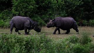 Chitwan National Park- One Horned Rhino Fight | animal fighting| Rhino fighting | Chitwan park