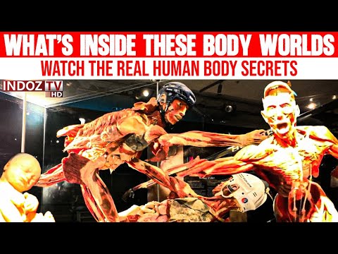 What’s Inside These Body Worlds? | Real Human Anatomy Explained || Indoz TV