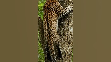 Sumatran Clouded Leopard in Action 🐆  Rare Jungle Footage