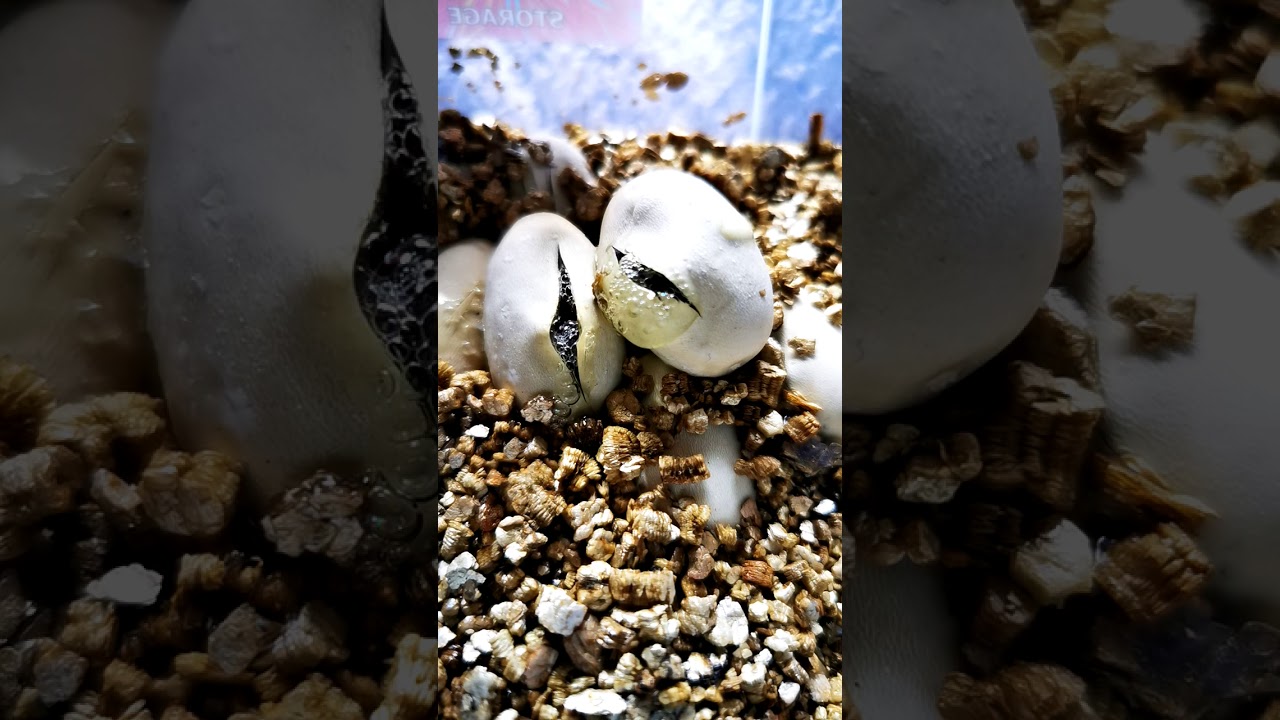 Snake hatching from egg YouTube