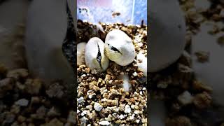 Snake hatching from egg