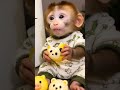 Monkey Eats Panda Bun and Can’t Stop Smiling! 🐵🐼🤣