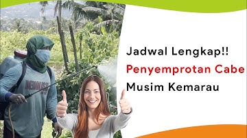 Jadwal Penyemprotan Tanaman Cabe Musim Kemarau, Awal Semai Sampai Panen
