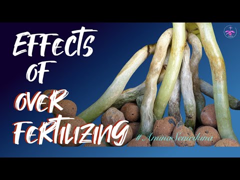 Trouble shooting OVER FERTILIZING | Signs | Symptoms | Prevention | Solutions | What is ok?