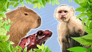 10 Jungle Animals for Kids || Amazon Animals for Kids || South American Animals