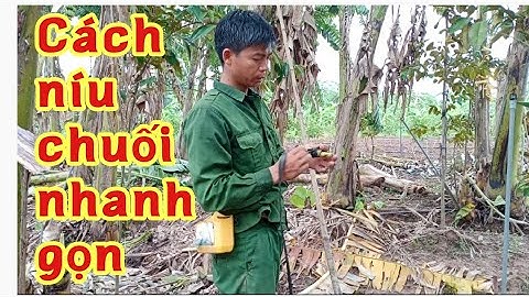 cách níu chống chuối mùa mưa bão gió giông chuối tây thái