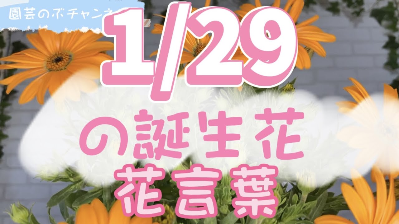 園芸のぶチャンネル 1 29の誕生花と花言葉 1月 29日 ガーデニング 雑学 トリビア ディモルフォセカ Youtube 園芸のぶチャンネル 1 29の誕生花と花言葉 1月 29日 ガーデニング 雑学 トリビア ディモルフォセカ Youtube
