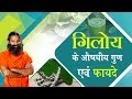 गिलोय (Giloy) के औषधीय गुण एवं फायदे | Swami Ramdev