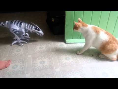 Raptor vs cat