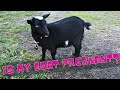 Is my new baby goat pregnant