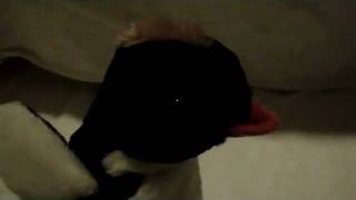 Walk It Out Plushie Video