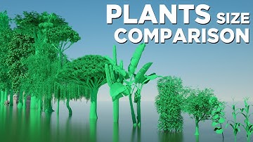 PLANT sizes in perspective