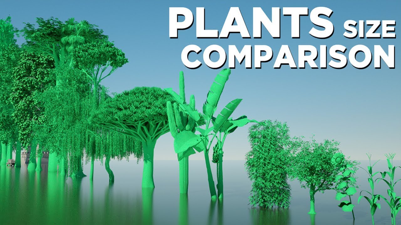 PLANT sizes in perspective YouTube PLANT sizes in perspective YouTube