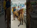 Lion and Tiger Stuck in Checkout Line