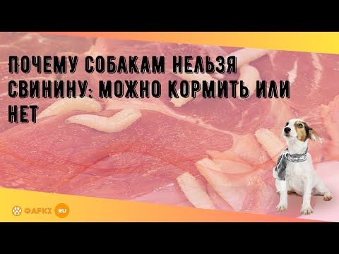 Почему собакам нельзя свинину: можно кормить или нет