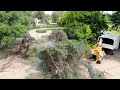 Storm Aftermath: Cleanup & Blue Spruce Removal 🥺🌲💚 // Garden Answer