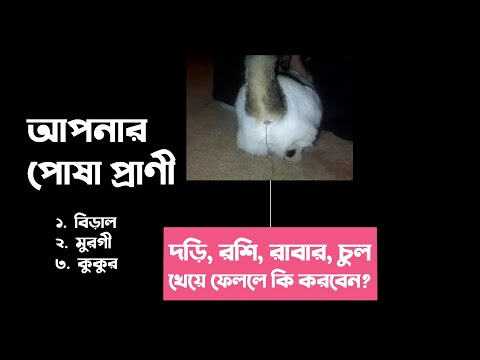 ভিডিও: কীভাবে বিড়ালের চুল থেকে মুক্তি পাবেন