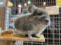小さな耳がチャームポイントのチンチラ　バイオレットの男の子のご紹介　熱帯倶楽部　東川口本店