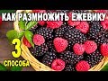 Ежевика. Как размножить ежевику - 3 надежных способа размножения ежевики видео!