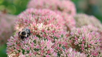 / أن الذين كفروا / مقطع قران قصير تلاوة خاشعة من روائع الشيخ سعود الشريم