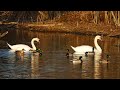 Sony A7V 4K 60P Video of some ducks and a Swan