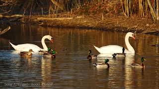Sony A7V 4K 60P Video of some ducks and a Swan