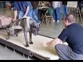 Strongest dogs in the world weight pulling American bully mastiff pit bull American bulldog